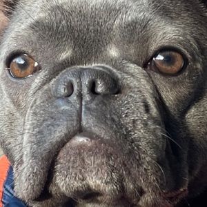 Meet your Posher, Zelda